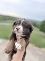 Puppy 11 , a male Australian Shepherd for sale in Flemingsburg, KY – 3 of 5