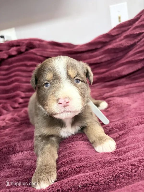Puppy 11  – Australian Shepherd puppy for sale in Flemingsburg, KY