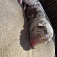 Daisy, a female Australian Shepherd for sale in Flemingsburg, KY – Photo 1 of 3