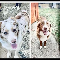 Daisy, a female Australian Shepherd for sale in Flemingsburg, KY – Photo 3 of 3