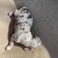 Daisy, a female Australian Shepherd for sale in Flemingsburg, KY – Photo 2 of 3