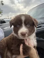 Pepper, a male Australian Shepherd for sale in Flemingsburg, KY – Photo 10 of 10