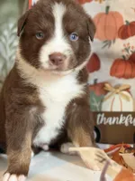 Pepper, a male Australian Shepherd for sale in Flemingsburg, KY – Photo 4 of 10