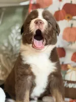 Pepper, a male Australian Shepherd for sale in Flemingsburg, KY – Photo 5 of 10