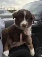 Pepper, a male Australian Shepherd for sale in Flemingsburg, KY – Photo 9 of 10