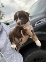 Pepper, a male Australian Shepherd for sale in Flemingsburg, KY – Photo 8 of 10