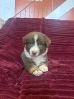 Pepper, a male Australian Shepherd for sale in Flemingsburg, KY – Photo 2 of 10