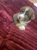 Pepper, a male Australian Shepherd for sale in Flemingsburg, KY – Photo 3 of 10