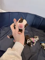 Puppy 10 , a male Australian Shepherd for sale in Flemingsburg, KY – Photo 2 of 5