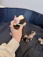 Puppy 10 , a male Australian Shepherd for sale in Flemingsburg, KY – Photo 4 of 5