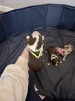 Puppy 10 , a male Australian Shepherd for sale in Flemingsburg, KY – Photo 3 of 5