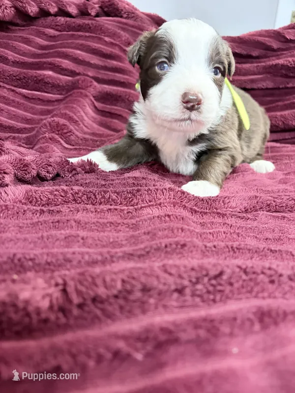 Puppy 10  – Australian Shepherd puppy for sale in Flemingsburg, KY