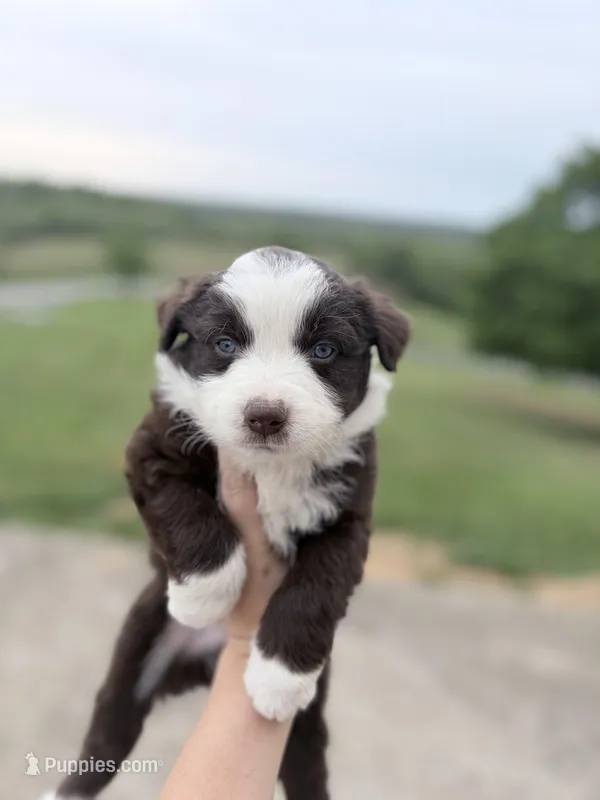 Puppy 10  – Australian Shepherd puppy for sale in Flemingsburg, KY