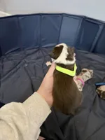 Puppy 10 , a male Australian Shepherd for sale in Flemingsburg, KY – Photo 5 of 5