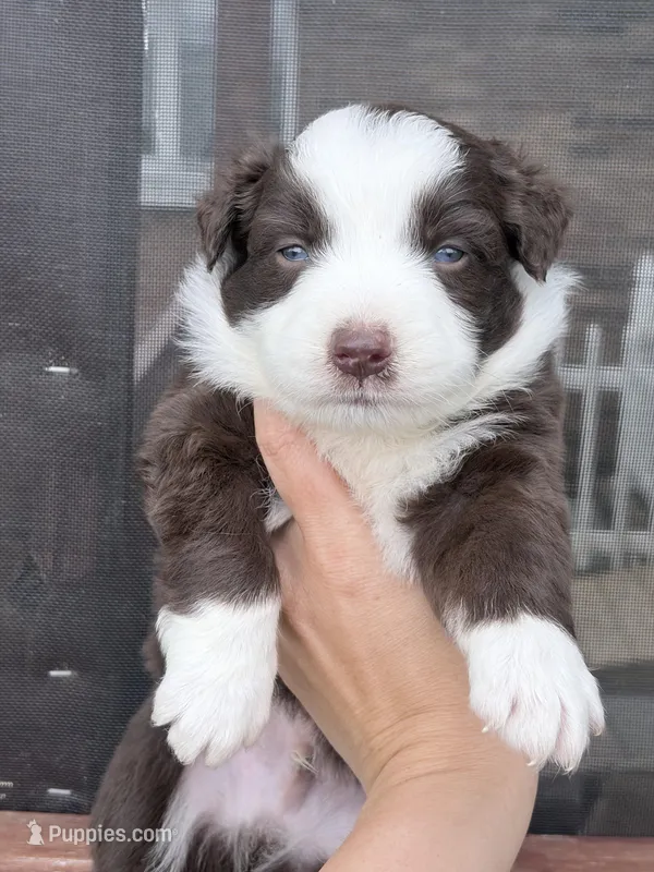 Puppy 10  – Australian Shepherd puppy for sale in Flemingsburg, KY