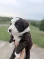 Puppy 10 , a male Australian Shepherd for sale in Flemingsburg, KY – 2 of 4