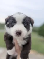 Puppy 10 , a male Australian Shepherd for sale in Flemingsburg, KY – 3 of 4