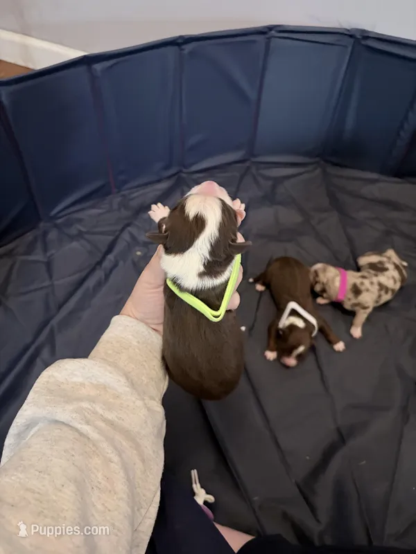 Puppy 10  – Australian Shepherd puppy for sale in Flemingsburg, KY