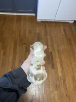 Febuary, a female Australian Shepherd for sale in Flemingsburg, KY – Photo 1 of 4