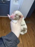 Febuary, a female Australian Shepherd for sale in Flemingsburg, KY – Photo 3 of 4