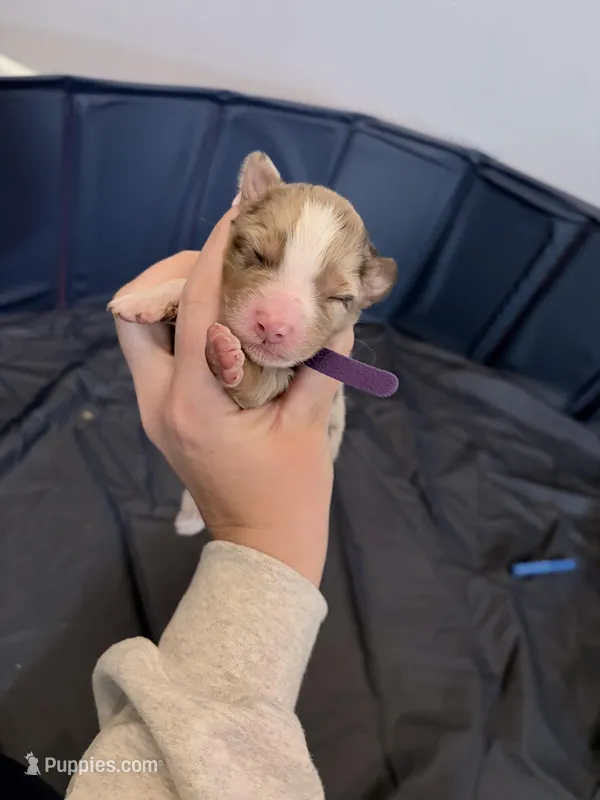 Puppy 5 – Australian Shepherd puppy for sale in Flemingsburg, KY