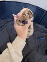 Puppy 5, a female Australian Shepherd for sale in Flemingsburg, KY – Photo 2 of 3