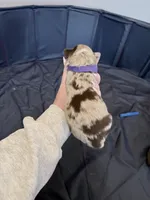 Puppy 5, a female Australian Shepherd for sale in Flemingsburg, KY – Photo 3 of 3