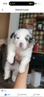 Pup 1, a male Pembroke Welsh Corgi for sale in Flemingsburg, KY – Photo 1 of 2