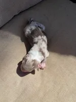 Sunflower, a female Australian Shepherd for sale in Flemingsburg, KY – Photo 5 of 5