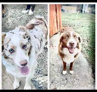 Sunflower, a female Australian Shepherd for sale in Flemingsburg, KY – Photo 4 of 5