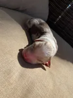 Sunflower, a female Australian Shepherd for sale in Flemingsburg, KY – Photo 3 of 5