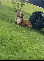 Sunflower, a female Australian Shepherd for sale in Flemingsburg, KY – Photo 2 of 5