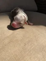 Sunflower, a female Australian Shepherd for sale in Flemingsburg, KY – Photo 1 of 5