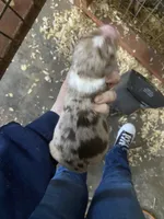 Winter, a female Australian Shepherd for sale in Flemingsburg, KY – Photo 9 of 10