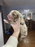 Winter, a female Australian Shepherd for sale in Flemingsburg, KY – Photo 3 of 10