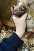 Winter, a female Australian Shepherd for sale in Flemingsburg, KY – Photo 6 of 10