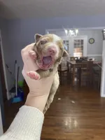 Winter, a female Australian Shepherd for sale in Flemingsburg, KY – Photo 2 of 10