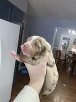 Winter, a female Australian Shepherd for sale in Flemingsburg, KY – Photo 7 of 10