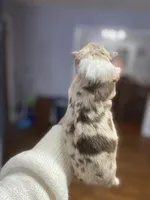 Winter, a female Australian Shepherd for sale in Flemingsburg, KY – Photo 4 of 10