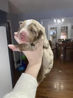 Winter, a female Australian Shepherd for sale in Flemingsburg, KY – Photo 1 of 10