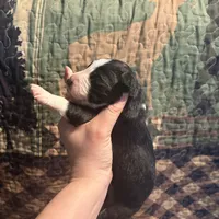 Lucille, a female Australian Shepherd for sale in Flemingsburg, KY – Photo 3 of 4