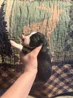 Lucille, a female Australian Shepherd for sale in Flemingsburg, KY – Photo 3 of 4