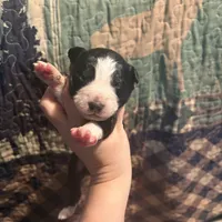 Lucille, a female Australian Shepherd for sale in Flemingsburg, KY – Photo 1 of 4