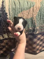 Lucille, a female Australian Shepherd for sale in Flemingsburg, KY – Photo 1 of 4