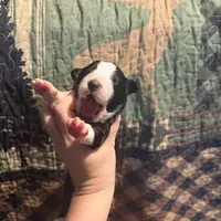 Lucille, a female Australian Shepherd for sale in Flemingsburg, KY – Photo 2 of 4