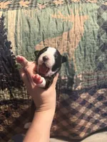 Lucille, a female Australian Shepherd for sale in Flemingsburg, KY – Photo 2 of 4