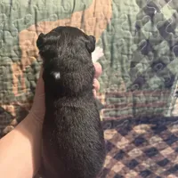 Lucille, a female Australian Shepherd for sale in Flemingsburg, KY – Photo 4 of 4