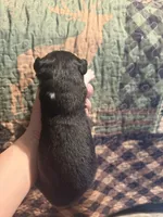 Lucille, a female Australian Shepherd for sale in Flemingsburg, KY – Photo 4 of 4