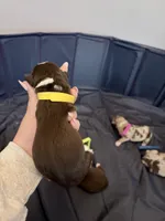 Puppy 8 , a female Australian Shepherd for sale in Flemingsburg, KY – Photo 3 of 3