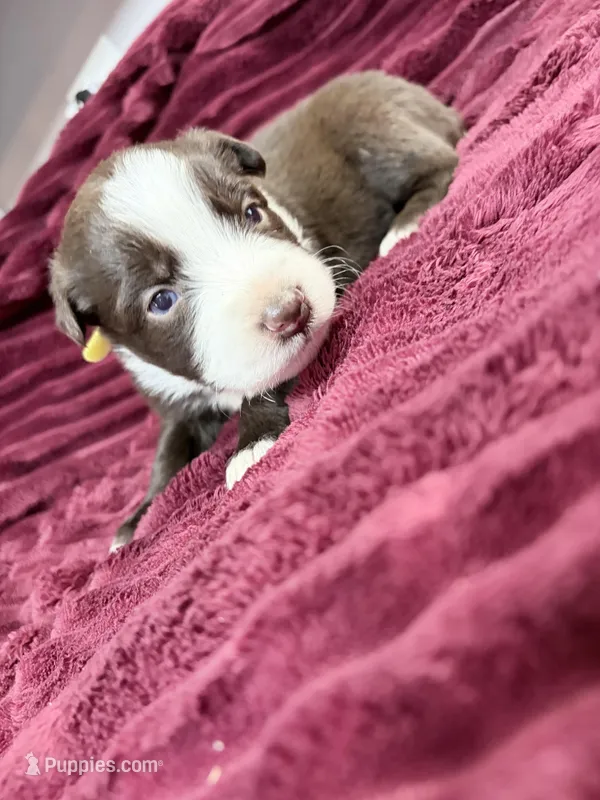 Puppy 8  – Australian Shepherd puppy for sale in Flemingsburg, KY